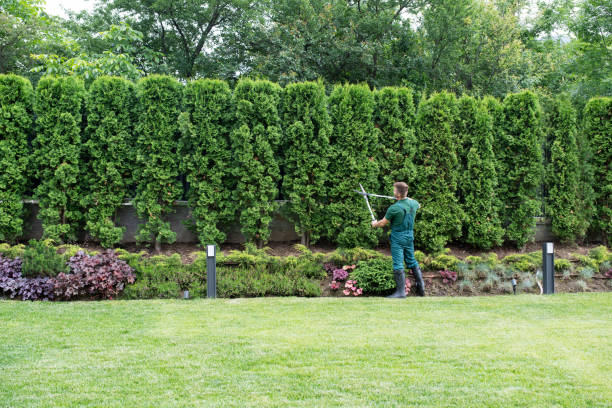 Trusted Trafford, PA Tree Removal and Landscaping Services Experts